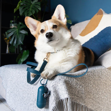 Pet Waste Bags: A Simple Solution for a Clean and Healthy Environment