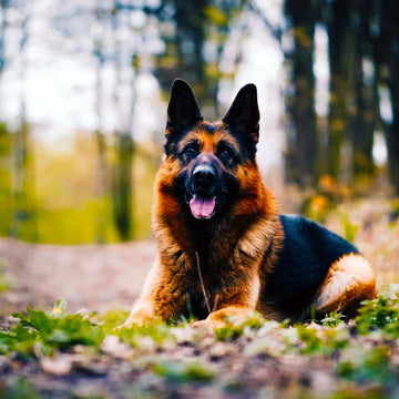Pet Care: The Importance of Providing Proper Care for Your Furry Friends