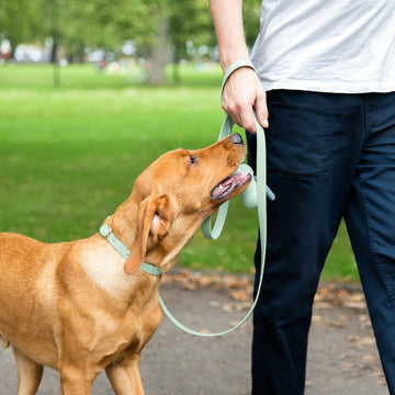 Pet Waste Bags: Essential for Every Pet Owner